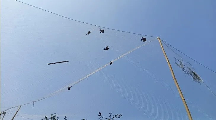 পিরোজপুরে বরই রক্ষার নামে জাল বিছিয়ে পাখি হত্যা, মালিককে জরিমানা